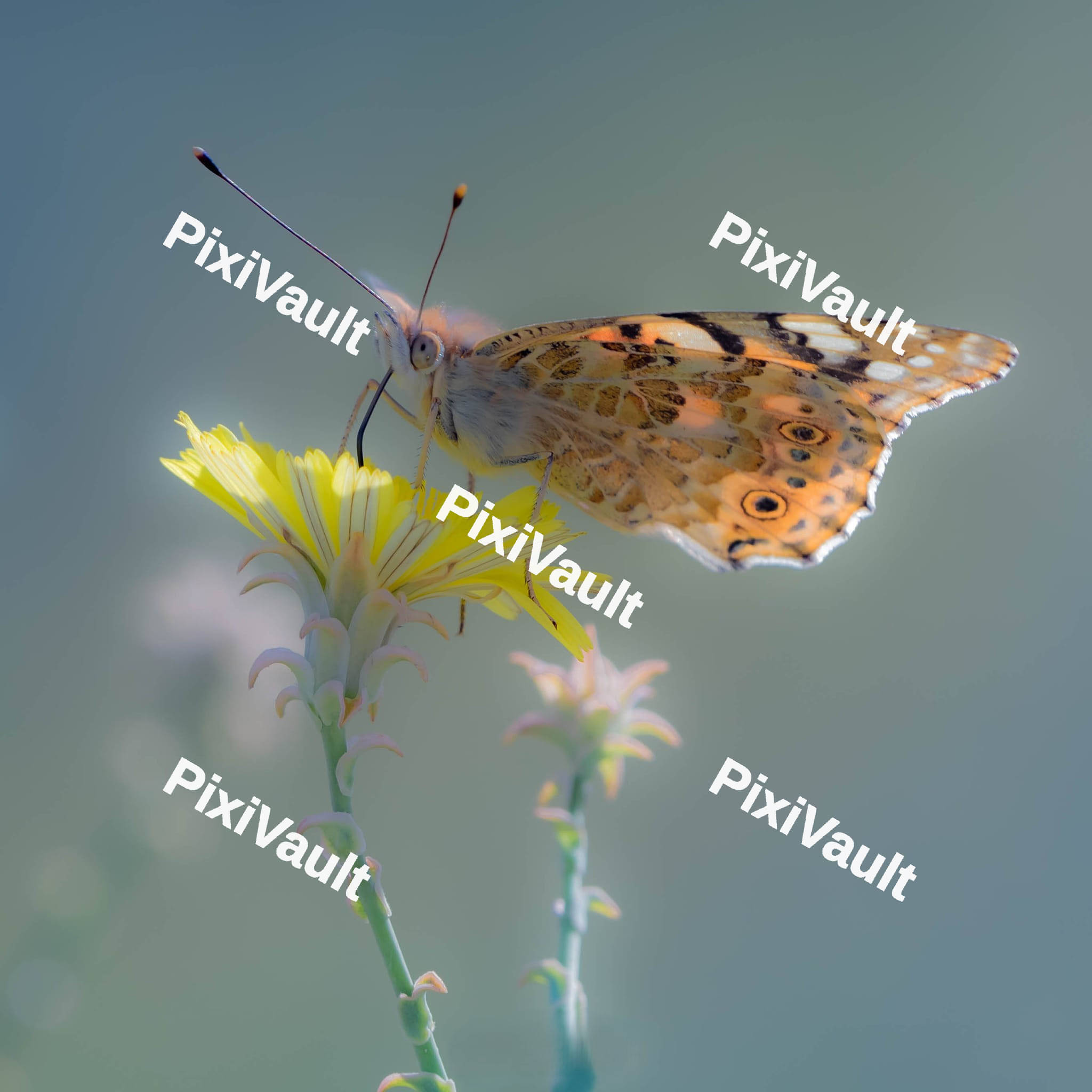 Lady Butterfly